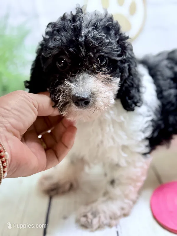 Toy Poodle  – Poodle - Toy  puppy for sale in Broxton, GA