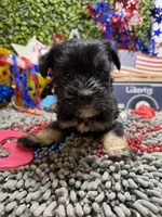 Mini Schnauzer , a female Miniature Schnauzer for sale in Broxton, GA – 3 of 4