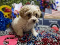 ShihPoo , a male Shihpoo for sale in Broxton, GA – 4 of 4