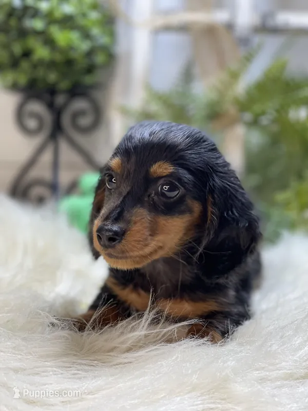 Mini Dachshund