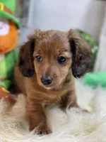 Mini Dachshund, a male Miniature Dachshund for sale in Broxton, GA – Photo 2 of 2