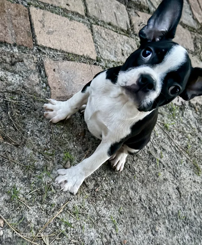 Fenchton – Frenchton puppy for sale in Broxton, GA