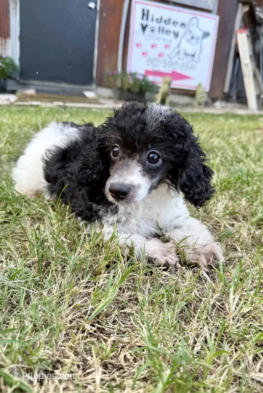 Toy Poodle  – Poodle - Toy  puppy for sale in Broxton, GA