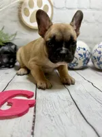 French Bulldog , a female French Bulldog for sale in Broxton, GA – 3 of 3