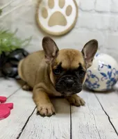 French Bulldog , a female French Bulldog for sale in Broxton, GA – 2 of 3