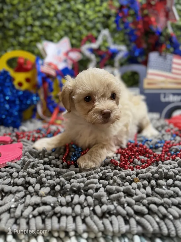 ShihPoo  – Shihpoo puppy for sale in Broxton, GA