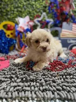 ShihPoo , a male Shihpoo for sale in Broxton, GA – 1 of 4