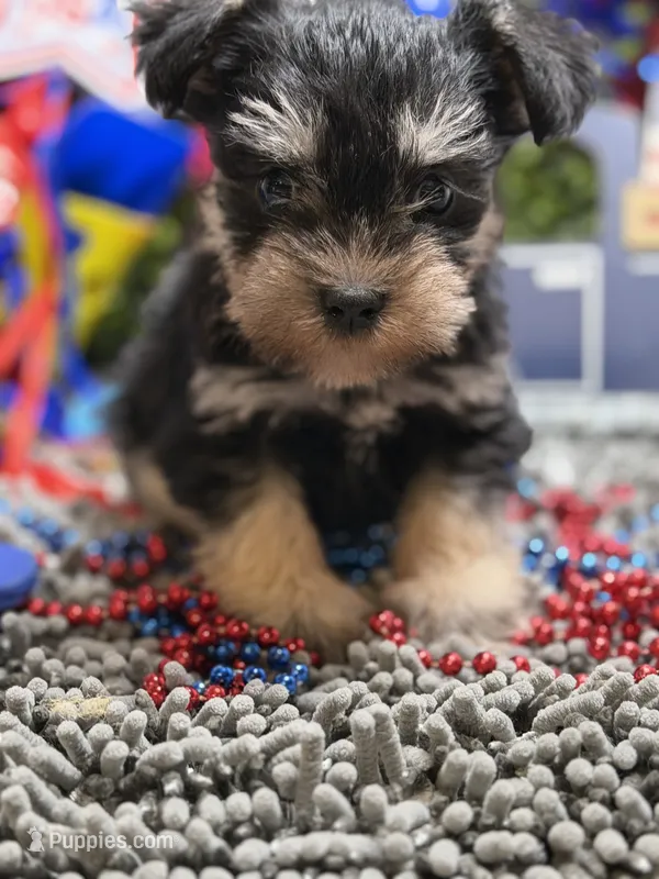 Mini Schnauzer  – Miniature Schnauzer puppy for sale in Broxton, GA