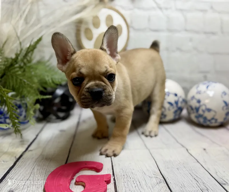French Bulldog  – French Bulldog puppy for sale in Broxton, GA