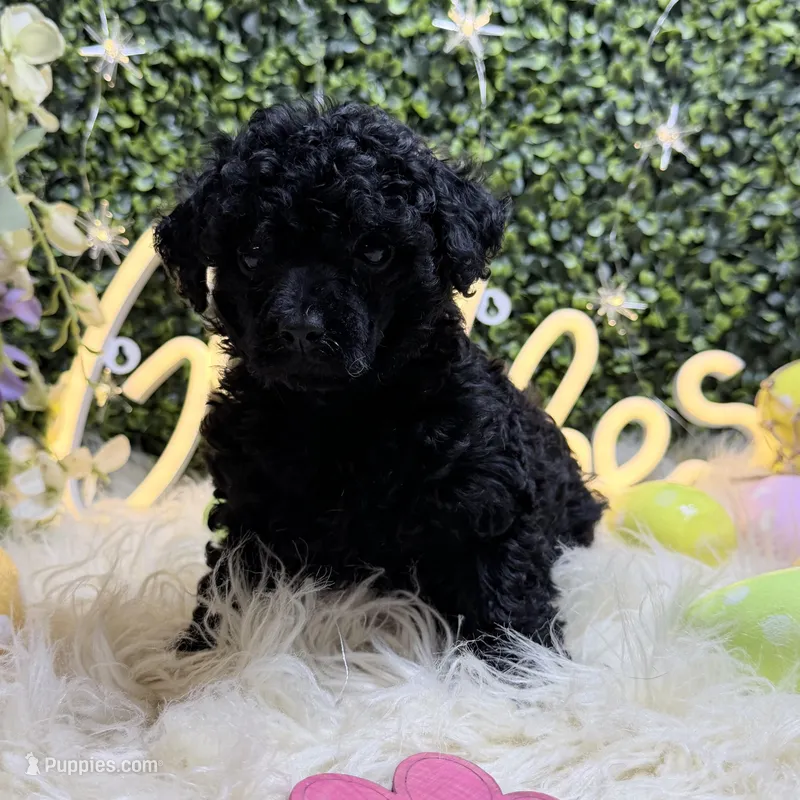 Toy Poodle  – Poodle - Toy  puppy for sale in Broxton, GA