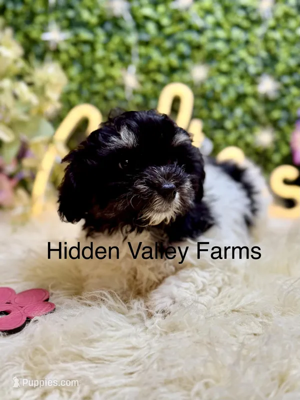 Shihtzu/Bichon – Bichon Frise, Shih Tzu puppy for sale in Broxton, GA