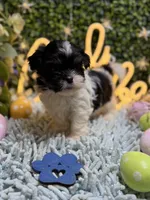 Shihtzu , a female Shih Tzu for sale in Broxton, GA – Photo 2 of 3