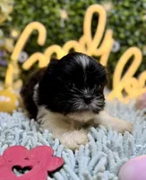 Shihtzu , a female Shih Tzu for sale in Broxton, GA – Photo 1 of 3