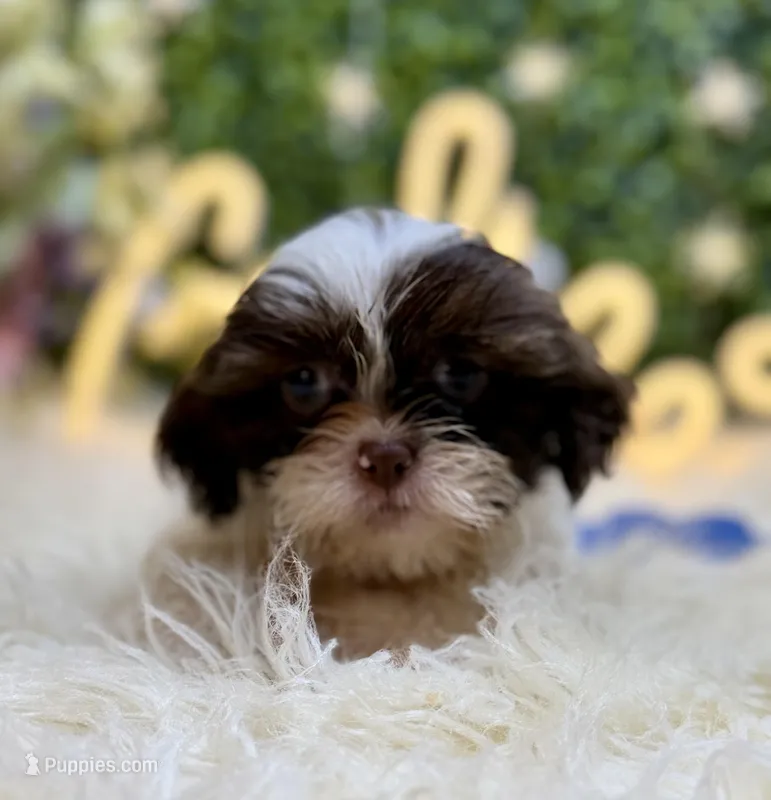 Shihtzu  – Shih Tzu puppy for sale in Broxton, GA