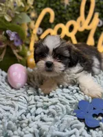 Shihtzu , a female Shih Tzu for sale in Broxton, GA – Photo 3 of 3