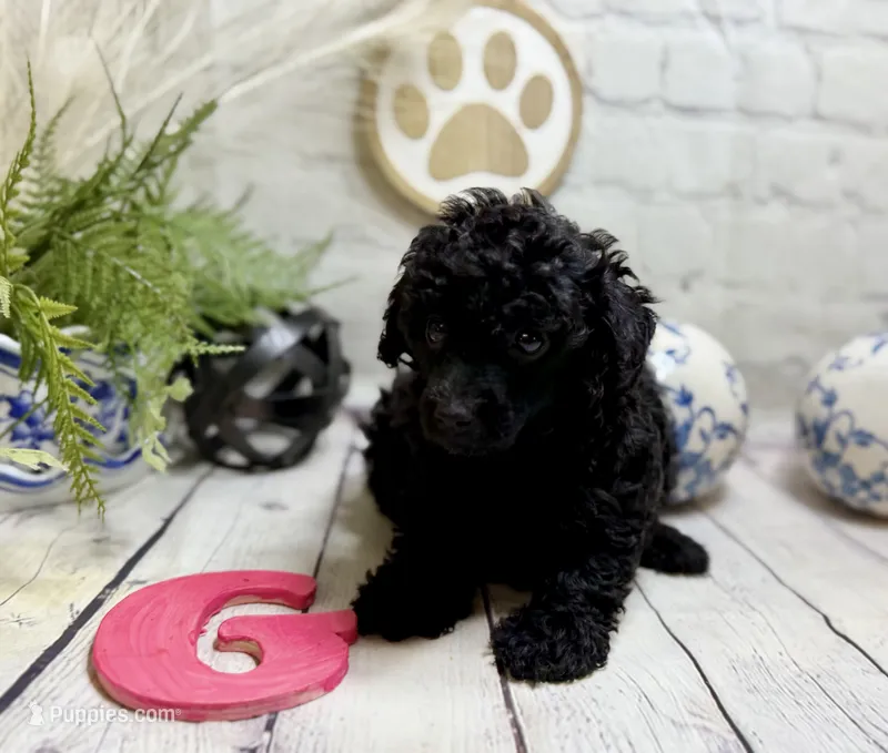 Toy Poodle  – Poodle - Toy  puppy for sale in Broxton, GA