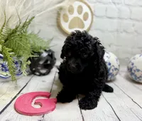 Toy Poodle , a female Poodle - Toy  for sale in Broxton, GA – 1 of 2