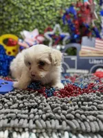 ShihPoo , a male Shihpoo for sale in Broxton, GA – 2 of 4