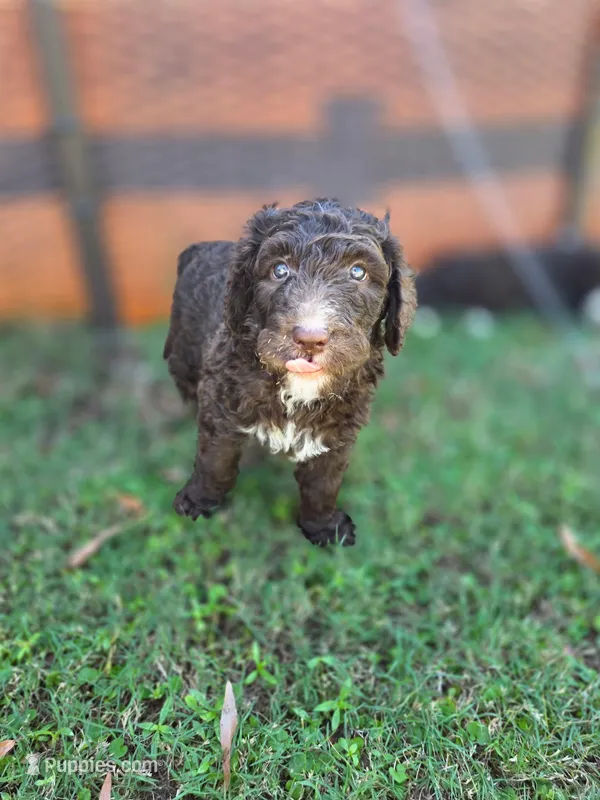 Teddy – Goldendoodle, Bernedoodle puppy for sale in Perry, GA