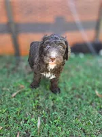 Teddy, a male Goldendoodle and Bernedoodle for sale in Perry, GA – 1 of 2
