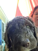 Brownie, a male Goldendoodle and Bernedoodle for sale in Perry, GA – 2 of 2