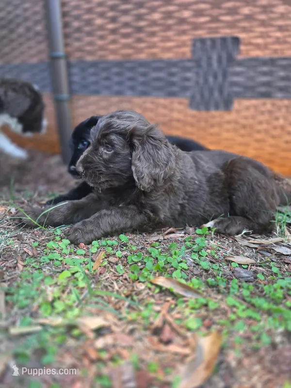 Brownie – Goldendoodle, Bernedoodle puppy for sale in Perry, GA
