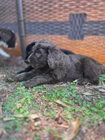 Brownie, a male Goldendoodle and Bernedoodle for sale in Perry, GA – 1 of 2