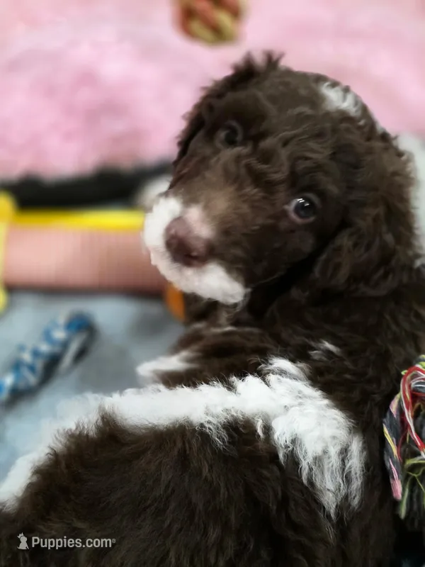 Chewie – Goldendoodle, Bernedoodle puppy on hold in Perry, GA