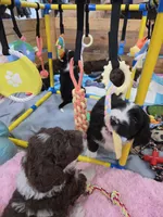 Oreo, a male Golden Mountain Doodle and Double Doodle for sale in Perry, GA – 4 of 4