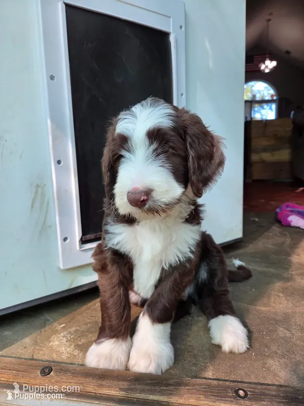 Stash  – Goldendoodle, Bernedoodle puppy for sale in Perry, GA