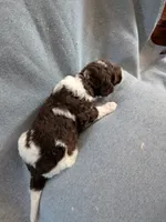 Chewie, a male Golden Mountain Doodle and Double Doodle for sale in Perry, GA – 1 of 2
