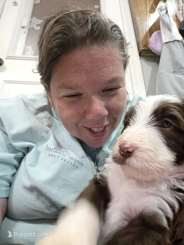 Stash  – Golden Mountain Doodle, Double Doodle puppy for sale in Perry, GA