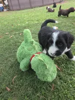Oreo, a male Golden Mountain Doodle and Double Doodle for sale in Perry, GA – 2 of 4