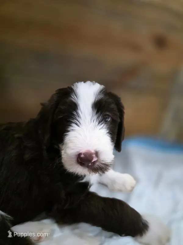 Stash  – Goldendoodle, Bernedoodle puppy for sale in Perry, GA