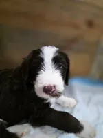Stash , a male Goldendoodle and Bernedoodle for sale in Perry, GA – 1 of 1