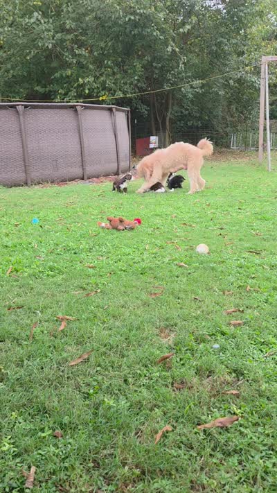 Oreo, a male Golden Mountain Doodle and Double Doodle for sale in Perry, GA – 3 of 4