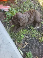 Teddy, a male Goldendoodle and Bernedoodle for sale in Perry, GA – 2 of 2