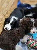 Purp, a female Goldendoodle and Bernedoodle for sale in Perry, GA – 2 of 3