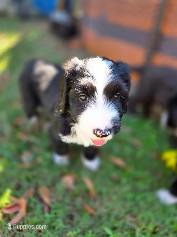 Oreo – Goldendoodle, Bernedoodle puppy for sale in Perry, GA