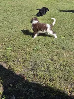 Chewie, a male Goldendoodle and Bernedoodle for sale in Perry, GA – 5 of 5