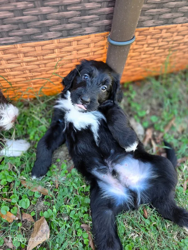 Shadow – Goldendoodle, Bernedoodle puppy for sale in Perry, GA
