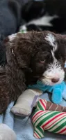 Purp, a female Goldendoodle and Bernedoodle for sale in Perry, GA – 3 of 3