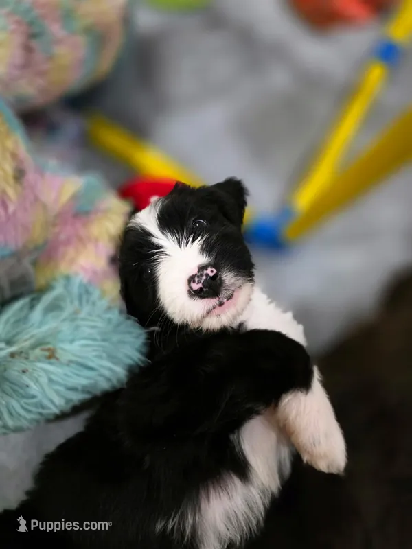 Oreo – Golden Mountain Doodle, Double Doodle puppy for sale in Perry, GA