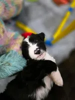 Oreo, a male Golden Mountain Doodle and Double Doodle for sale in Perry, GA – 1 of 4