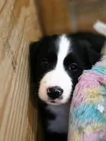 Pinky, a female Goldendoodle and Bernedoodle for sale in Perry, GA – 2 of 3