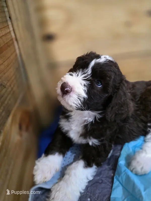 Purp – Goldendoodle, Bernedoodle puppy for sale in Perry, GA