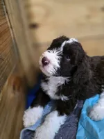 Purp, a female Goldendoodle and Bernedoodle for sale in Perry, GA – 1 of 3
