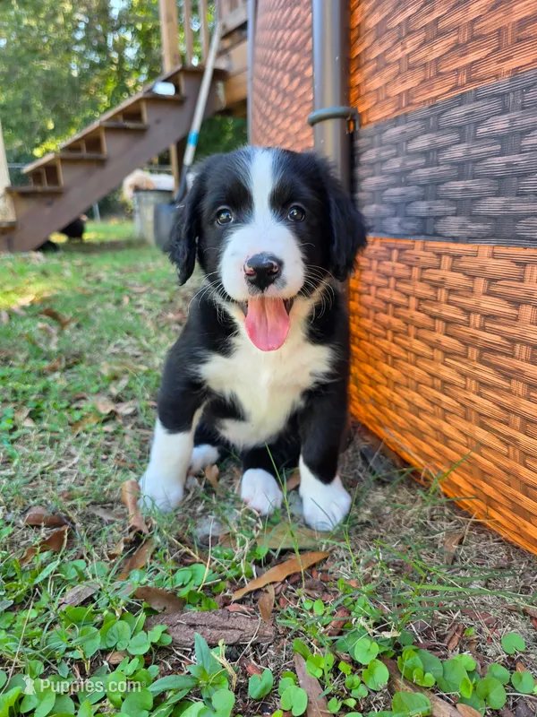 Pinky – Goldendoodle, Bernedoodle puppy for sale in Perry, GA