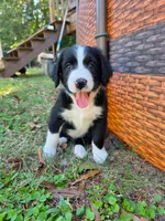 Pinky, a female Goldendoodle and Bernedoodle for sale in Perry, GA – 1 of 3