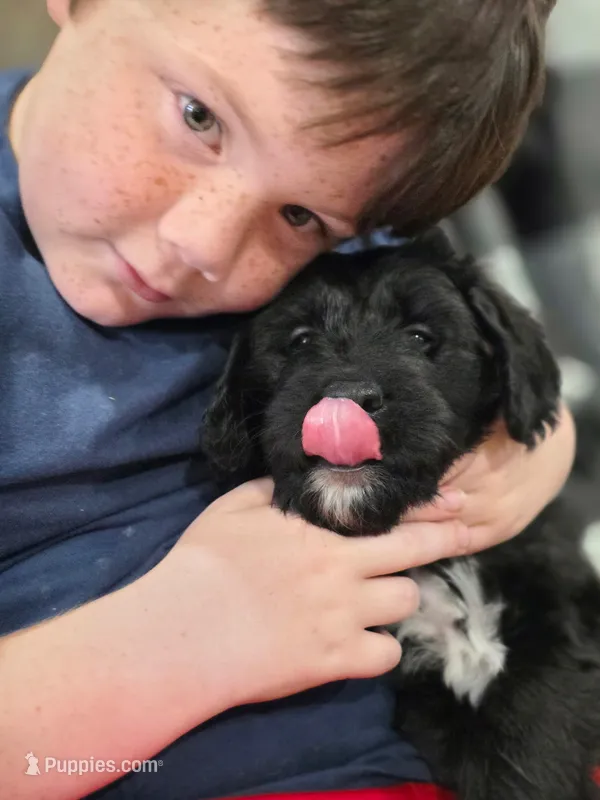 Shadow – Golden Mountain Doodle, Double Doodle puppy for sale in Perry, GA
